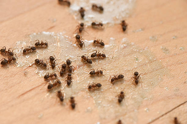 Best Ant Control Services  in Pemberton Heights, NJ